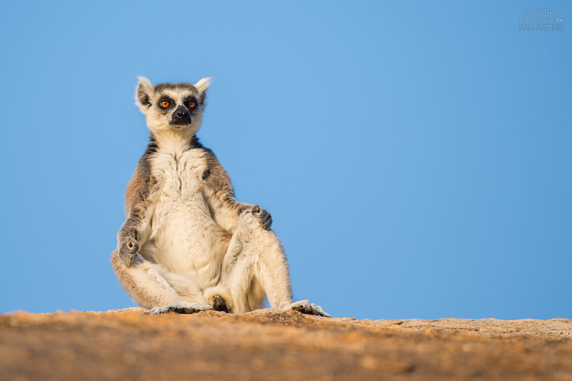 Anja - Sunbathing ring-tailed lemur At night the ring-tailed lemurs sleep in caves and between the rocks. In the morning they take the time to warm up in the sun before going to the forest to eat. Stefan Cruysberghs